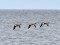 Branta canadensis