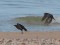 Melnā vārna (Corvus corone) Ovišrags, Ventspils n., 09-Mai-2020. © Edgars Smislovs Corvus corone
