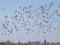 Ruff (Philomachus pugnax) Nica fields, Nica county, 10-Mai-2020. © Peteris Daknis Philomachus pugnax