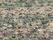 Eurasian Dotterel (Charadrius morinellus) Nica fields, Nica county, 11-Mai-2020. © Peteris Daknis Charadrius morinellus