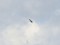 Red Kite (Milvus milvus) Kamarce meadows, Ventspils county, 12-Mai-2020. © Karlis Millers Milvus milvus