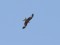Red Kite (Milvus milvus) Ezernieki, Dagda county, 17-Mai-2020. © Andris Klepers Milvus milvus