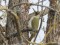 European Green Woodpecker (Picus viridis) Ezernieki, Dagda county, 17-Mai-2020. © Andris Klepers Picus viridis