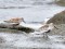 Calidris alpina schinzii