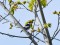Collared Flycatcher (Ficedula albicollis) Kolka, Dundaga county, 23-Mai-2020. © Marcis Tirums Ficedula albicollis