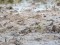 Broad-billed Sandpiper (Limicola falcinellus) Mersrags 24-Mai-2020. © Ivars Brediks Limicola falcinellus