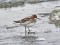 Red-necked Phalarope (Phalaropus lobatus) Mangalsala pier, Riga, 24-Mai-2020. © Igors Denisovs Phalaropus lobatus