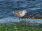 Calidris alpina schinzii