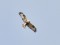 Buteo lagopus