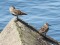 Calidris alpina