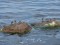 Calidris alpina
