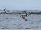 Branta bernicla