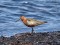 Calidris ferruginea