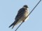 Falco vespertinus