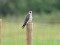 Falco vespertinus