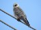 Falco vespertinus