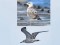 Caspian Gull (Larus cachinnans) Mangalsala pier, Riga, 14-Sep-2020. © Igors Denisovs Larus cachinnans