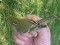 Yellow-browed Warbler (Phylloscopus inornatus) Pumpuri, Jurmala, 18-Sep-2020. © Edgars Ledins Phylloscopus inornatus