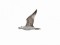 Larus cachinnans