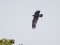 Greater Spotted Eagle (Aquila clanga) Skisterciems, Salacgriva county, 26-Sep-2020. © Edgars Smislovs Aquila clanga
