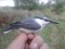 Sitta europaea asiatica