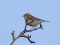 Phylloscopus inornatus