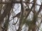 Phylloscopus fuscatus
