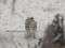 Carduelis flavirostris