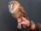 Tyto alba guttata