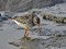 Calidris maritima