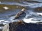 Calidris maritima