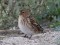 Carduelis flavirostris