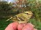 Phylloscopus inornatus