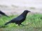 Corvus corone