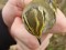 Phylloscopus proregulus