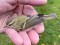 Phylloscopus inornatus