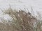 Carduelis flavirostris