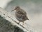 Calidris maritima