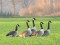Branta canadensis