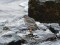 Calidris maritima