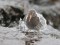 Calidris maritima