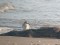 Calidris canutus