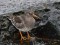Calidris maritima