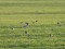 Pluvialis apricaria