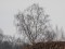 Ardea alba