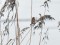 Emberiza schoeniclus