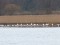 Ardea alba Great Egret (Ardea alba) Sausa Daugava river, Kekava county, 01-Jan-2021. © Karlis Millers