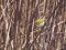 Regulus ignicapilla Firecrest (Regulus ignicapilla) Kengarags, Riga, 01-Jan-2021. © Ugis Piterans