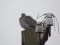 Columba palumbus Wood Pigeon (Columba palumbus) Zuras surrounding, Ventspils county, 02-Jan-2021. © Ivars Brediks
