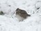 Alauda arvensis Eurasian Skylark (Alauda arvensis) Kviesu str., Liepaja, 10-Jan-2021. © Selga Berzina